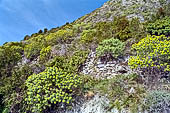 Liguria - Le Cinque Terre. Il Sentiero Verdeazzurro da Vernazza a Riomaggiore. Macchia mediterranea tra Corniglia e Manarola. Euforbia arborea.